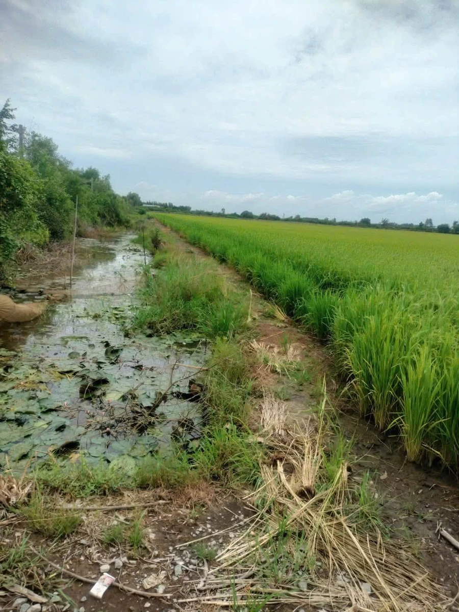 Bán 11.000m² đất lúa Tân Thành Thủ Thừa, Tây Ninh - Ảnh thu nhỏ 2