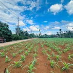 Bán đất nền 200m² gần chợ Cuordang, Bình Dương, 900 triệu - Ảnh thu nhỏ 3