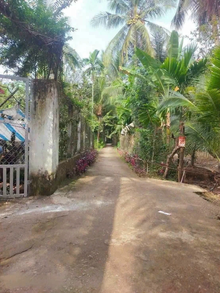 Bán đất vườn dừa 5.550m2 tại Xã Thuận Điền, Giồng Trôm, Bến Tre - Ảnh thu nhỏ 2