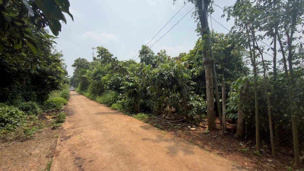 Bán đất 2000m² Xuân Tây Cẩm Mỹ 1 tỷ 500 triệu - Ảnh thu nhỏ 3