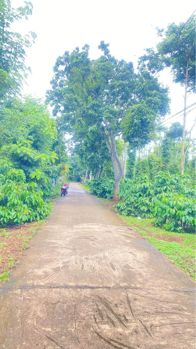 Bán đất nông nghiệp 4,3 sào Phường Eakao - Ảnh 1