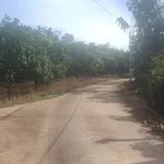 Bán đất trồng xoài 7.000m2, QL20, Cần Giờ - Ảnh thu nhỏ 3