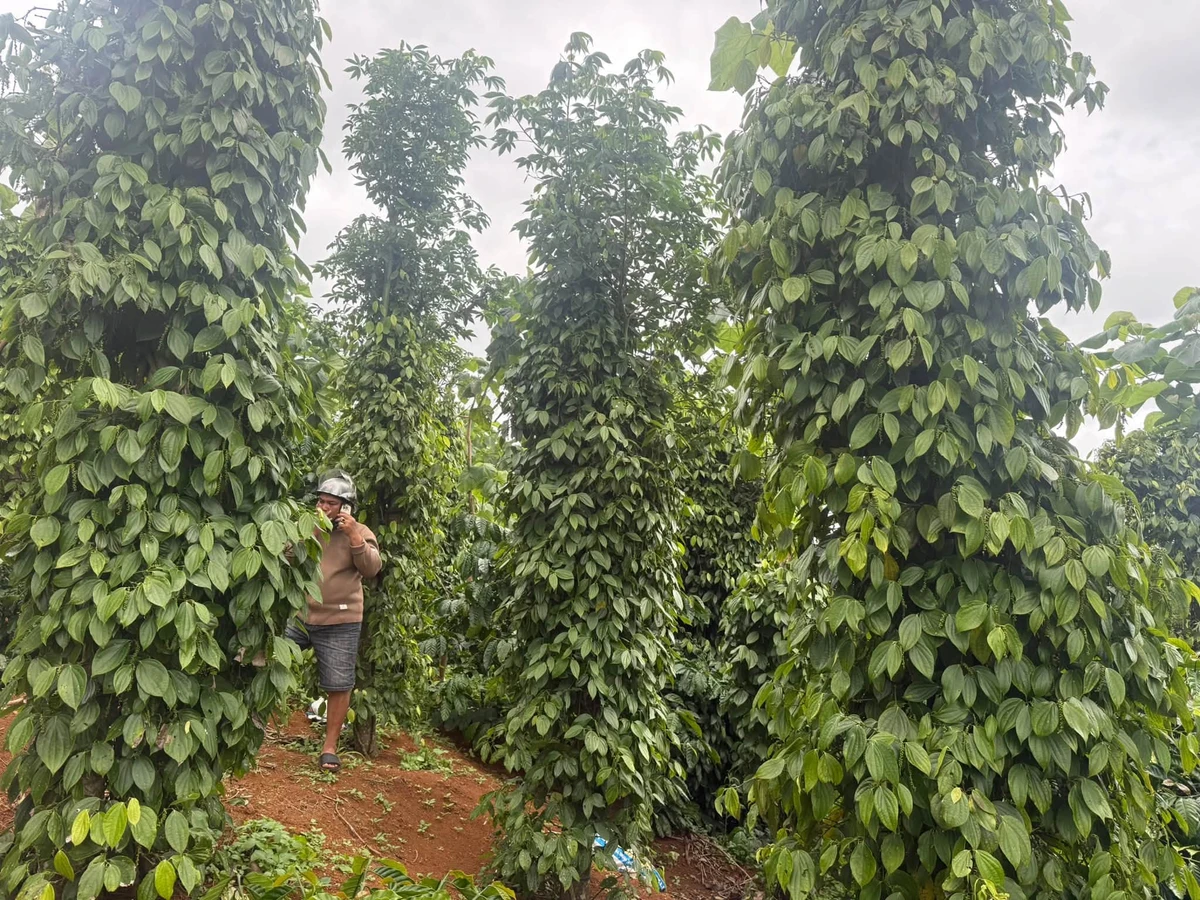 Bán đất 60m2 mặt tiền đường Bế số 3, 820 triệu - Ảnh thu nhỏ 5