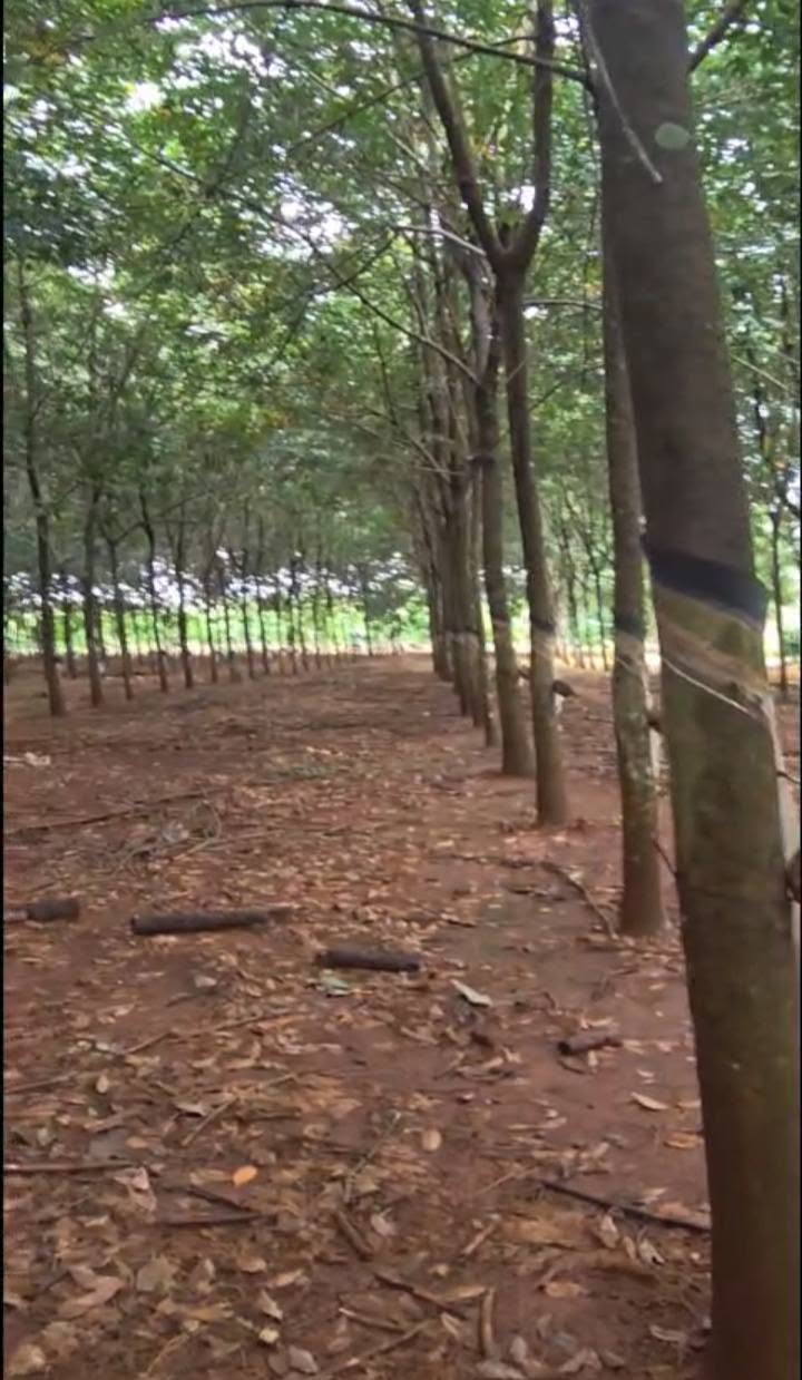 Bán đất cao su Phú Riêng 6.8ha, mặt tiền 300m - Ảnh thu nhỏ 4