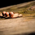 Căn hộ cao cấp Q.12, sổ hồng lâu dài - Ảnh thu nhỏ 2