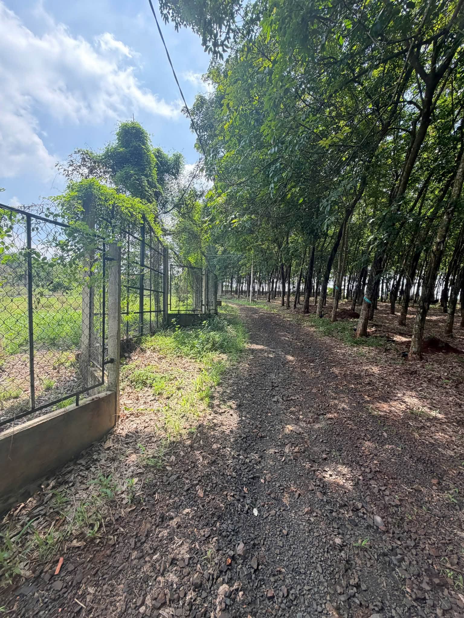 Bán đất sầu riêng Thái gần 1ha Đồng Phú Bình Phước - Ảnh thu nhỏ 2