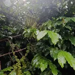 Bán vườn cà phê 400m thổ cư Bảo Lâm 4.1 tỷ - Ảnh thu nhỏ 2