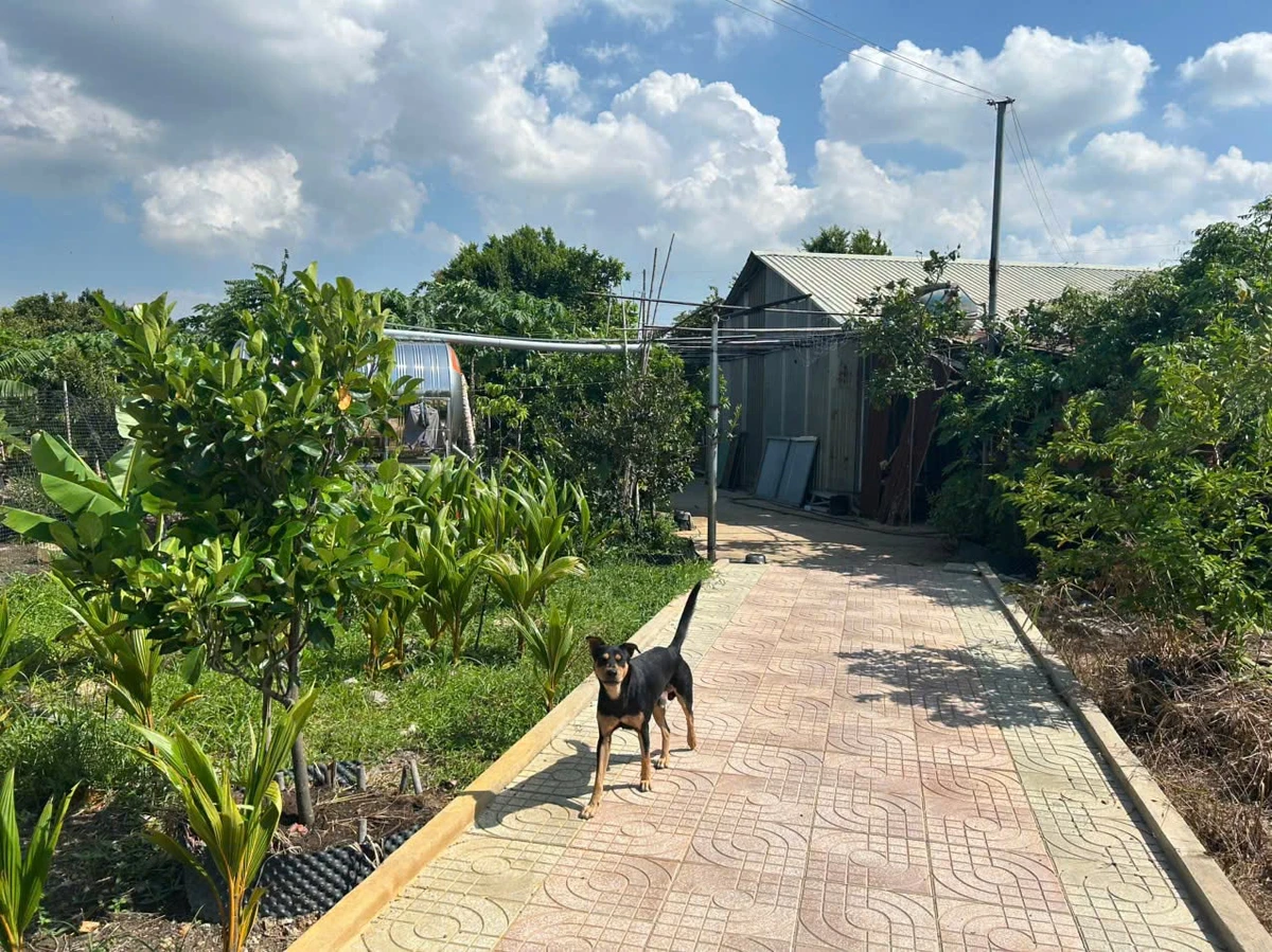 Bán nhà vườn 9.500m² tại Xã Bình Mỹ, Củ Chi - Ảnh 1