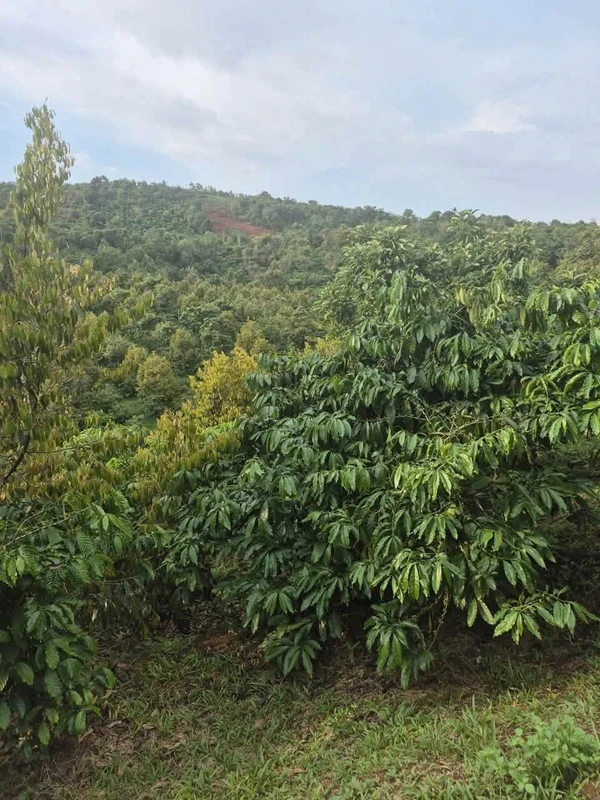 Bán đất rẩy 5000m² Đăksin, Đắk Nông - 1,1 tỷ