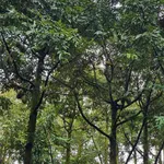 Bán vườn sầu riêng 2ha Tân Phú Đồng Nai, 2,3 tỷ - Ảnh thu nhỏ 2