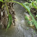 Bán đất 1.3ha Thiện Hưng Đồng Nai view suối - Ảnh thu nhỏ 2