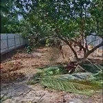 Bán nền đất 260m² Phú Túc Châu Thành Bến Tre 800 triệu - Ảnh thu nhỏ 2