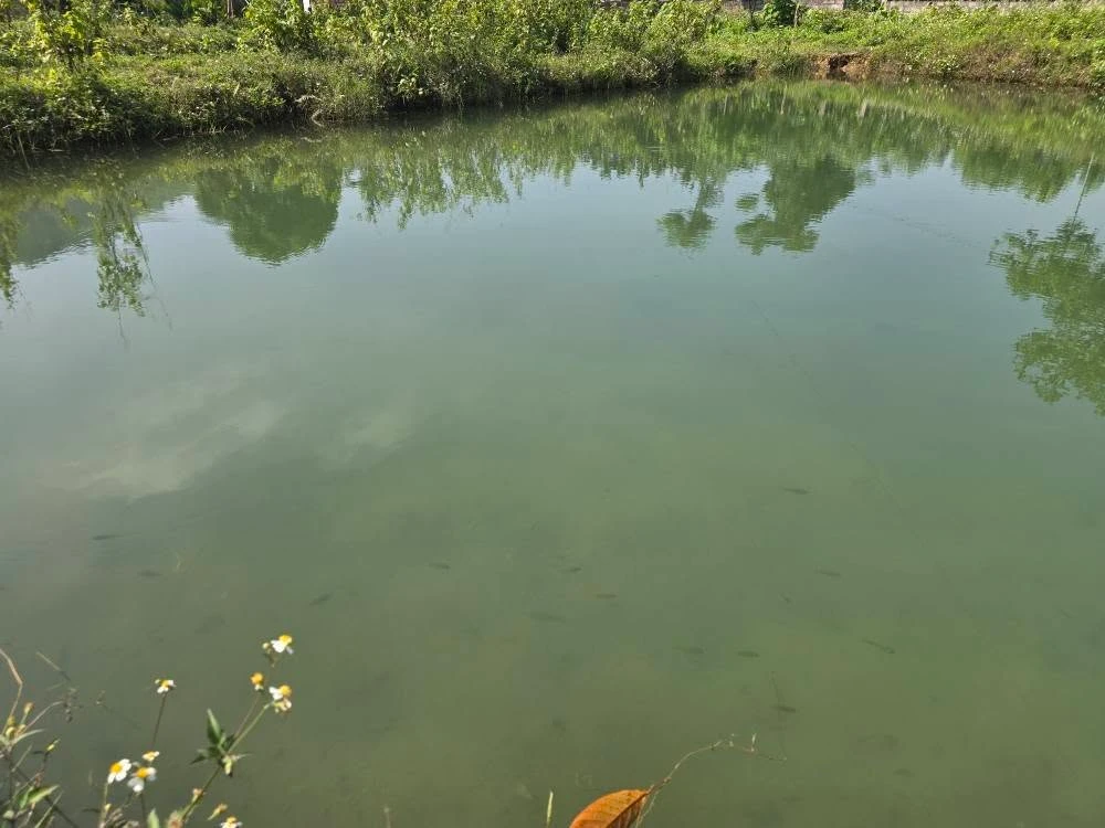 Bán đất 3000 m² tại Đà Bắc, Hòa Bình dưới 2 tỷ - Ảnh thu nhỏ 3