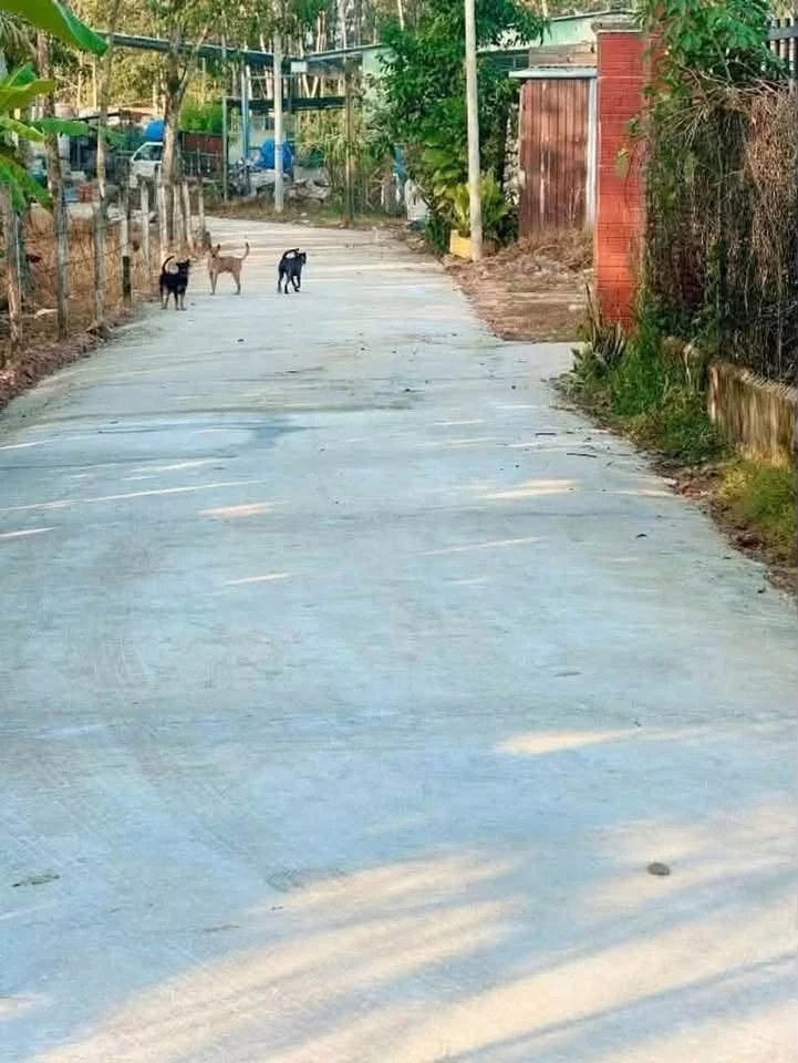 Bán nhà vườn An Điền 1.411m2 giá 4,5 tỷ - Ảnh 1