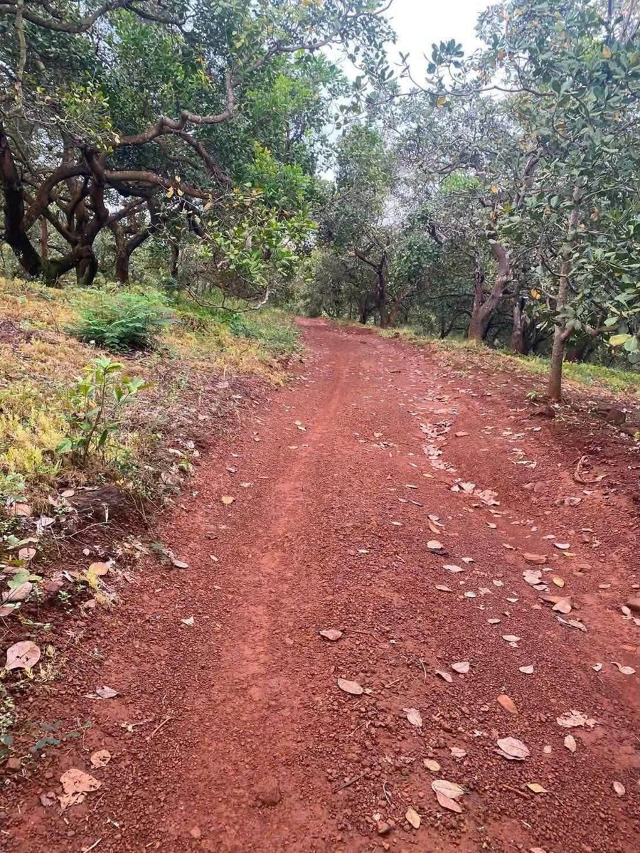Bán 2,7ha đất vườn điều đất đỏ, giá 3,3 tỷ tại Phú Trung, Bình Phước - Ảnh 1