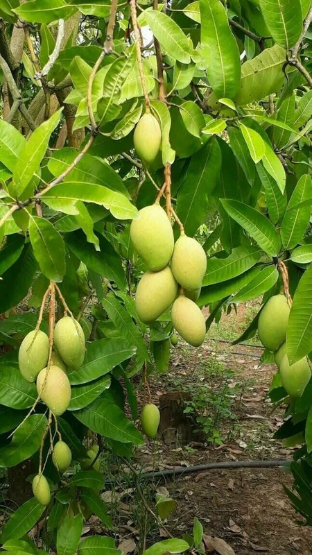 Bán nhà vườn 1.000m² mặt tiền 24m có vườn xoài tại xã La Ngà, Định Quán, Đồng Nai