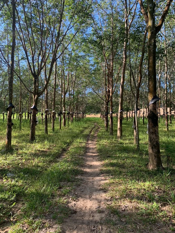 Bán 10 ha đất nông nghiệp Kon Tum, giá rẻ, 600m mặt tiền