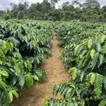Bán đất 1.1 ha Cần Giờ, giá 1.3 tỷ - Ảnh thu nhỏ 2