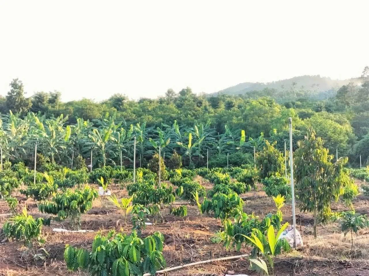 Bán đất 5.393 m2 mặt tiền 167m Đắk Lắk - Ảnh thu nhỏ 3