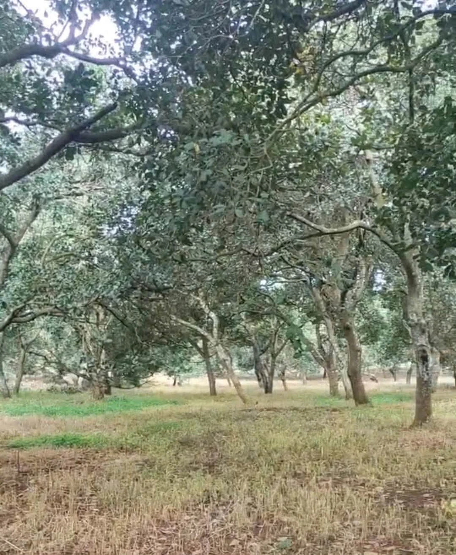 Bán đất Đồng Tâm 2,7 ha giá 3 tỷ - Ảnh thu nhỏ 3