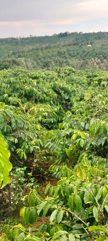 Bán lô đất 1 hecta tại Đắk Rung 2 tỷ 100 triệu