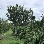 Bán đất Ea Tiêu, Đắk Lắk, 8,4 sào, 285 triệu/sào - Ảnh thu nhỏ 4