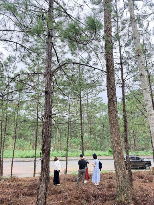 Siêu phẩm đẹp trên đồi đẹp, view rừng thông, xung quanh toàn khách sạn - Ảnh 1