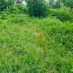 Bán đất vườn Đắc Lộc 3.800m² 470k/m² Cần Giờ - Ảnh thu nhỏ 2