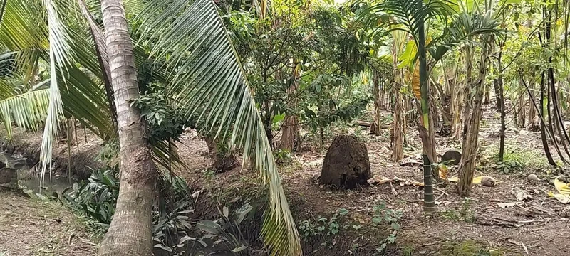 Bán 1000m² đất Phường Phú Tân, Bến Tre, 750 triệu