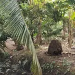 Bán 1000m² đất Phường Phú Tân, Bến Tre, 750 triệu - Ảnh thu nhỏ 1