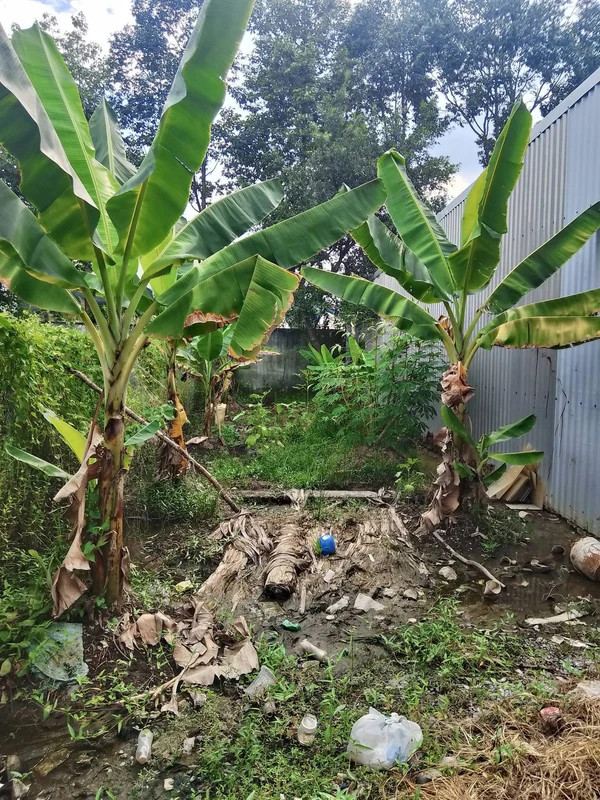 Bán đất 100m2 An Thạnh Bến Lức giá 800 triệu