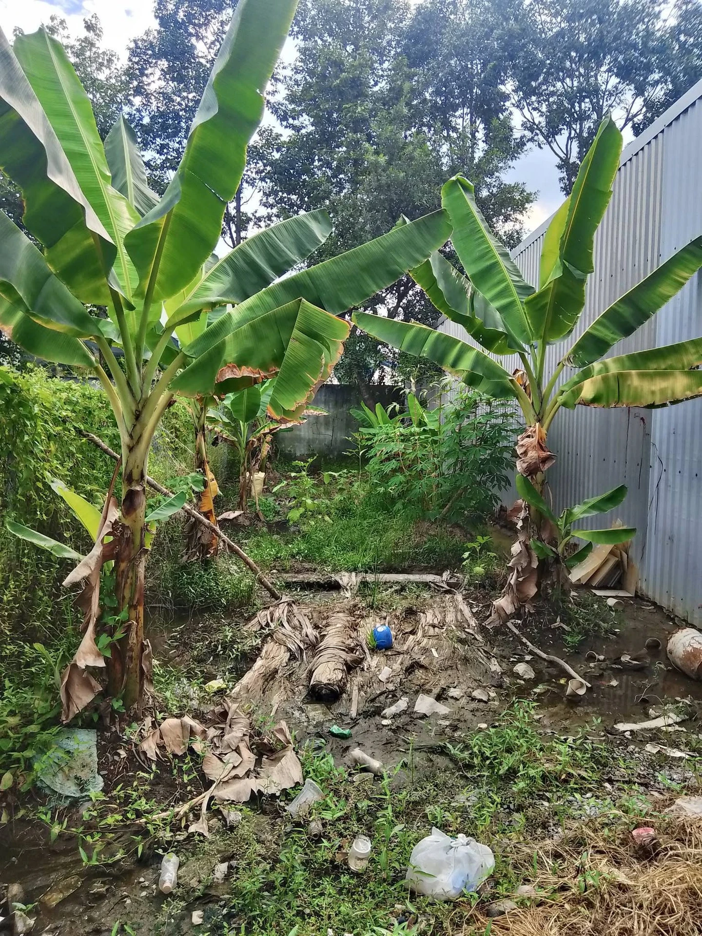 Bán đất 100m2 An Thạnh Bến Lức giá 800 triệu - Ảnh 1