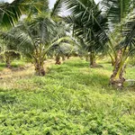 Bán vườn dừa tơ 7.500m² Sóc Trăng 299tr/1000m² - Ảnh thu nhỏ 5