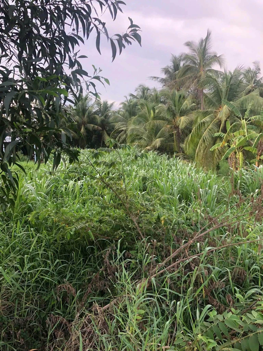 Bán đất mặt tiền QL 57b 600m² Châu Hưng - Ảnh thu nhỏ 3