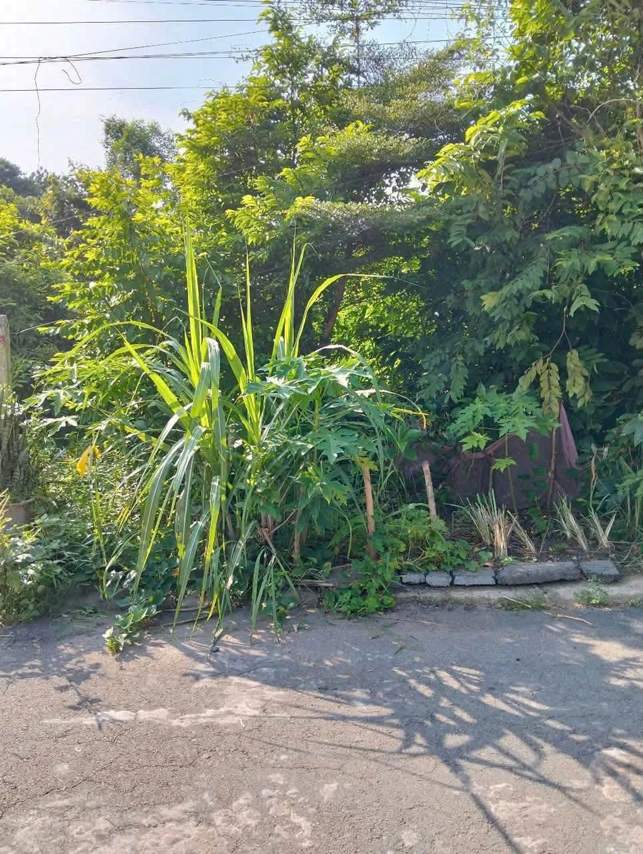 Bán đất kdc An Tây A Bến Cát 100m2 1.1 tỷ - Ảnh thu nhỏ 2