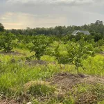 Bán 1000m² đất vườn Tân Thành Thủ Thừa Long An - Ảnh thu nhỏ 2