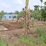 Bán đất Phú Túc Châu Thành Bến Tre 1538m² 1.4 tỷ - Ảnh thu nhỏ 2