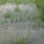 Bán đất lúa 1800m² Xã Nhựt Tảo Tây Ninh 520 triệu - Ảnh thu nhỏ 4