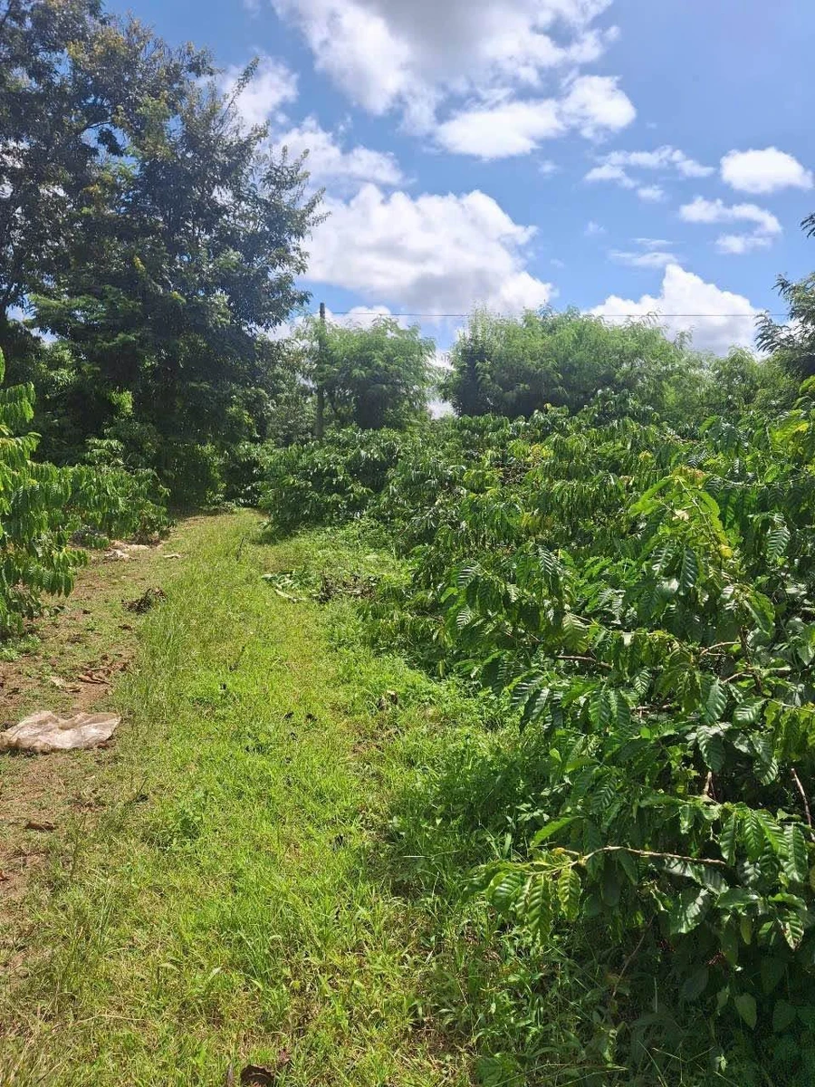 Bán 4 sào đất cà phê 4000m2 tại Buôn Ma Thuột - Ảnh thu nhỏ 3