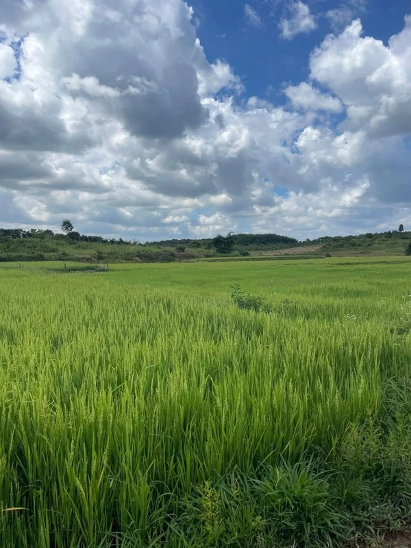 Bán đất 4 sào view ruộng tại Đắk Mil