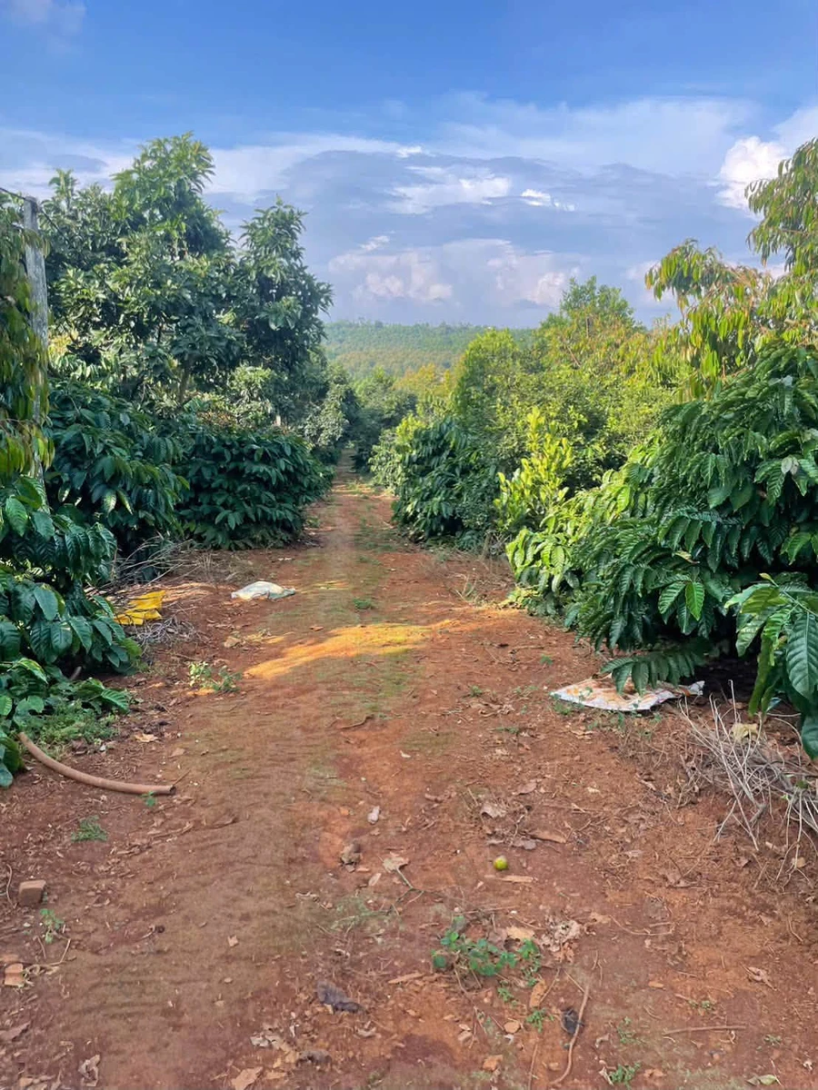 Bán 2.5 hectare đất sản xuất Tuy Đức, Lâm Đồng - Ảnh thu nhỏ 3