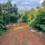 Bán 2.5 hectare đất sản xuất Tuy Đức, Lâm Đồng - Ảnh thu nhỏ 3