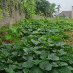 Đất giữa thị trấn Kép, Lạng Giang. 638m2 - Full thổ cư. Giá 3,5 tỷ - Ảnh thu nhỏ 5