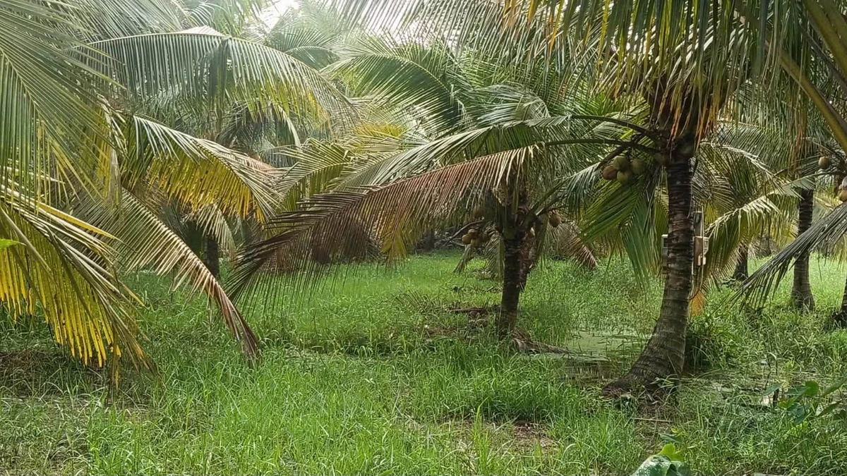 Bán đất vườn dừa 1090m² Xã Tân Thanh, Bến Tre - Ảnh thu nhỏ 3