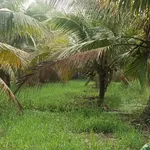Bán đất vườn dừa 1090m² Xã Tân Thanh, Bến Tre - Ảnh thu nhỏ 3
