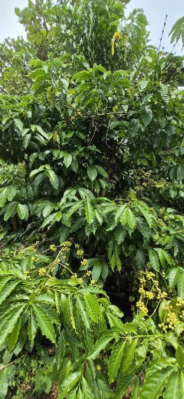 Bán rẫy cà phê 1,3 ha view suối Nam Dong Lâm Đồng