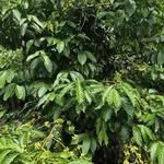 Bán rẫy cà phê 1,3 ha view suối Nam Dong Lâm Đồng - Ảnh thu nhỏ 1