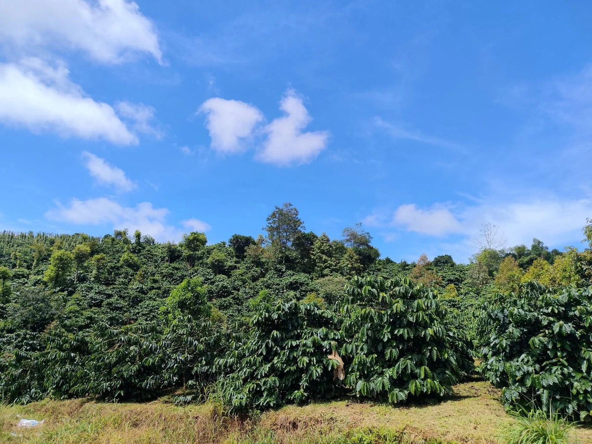 Bán đất sản xuất 2,8 ha tại Đắk Hà 3,6 tỷ - Ảnh 1