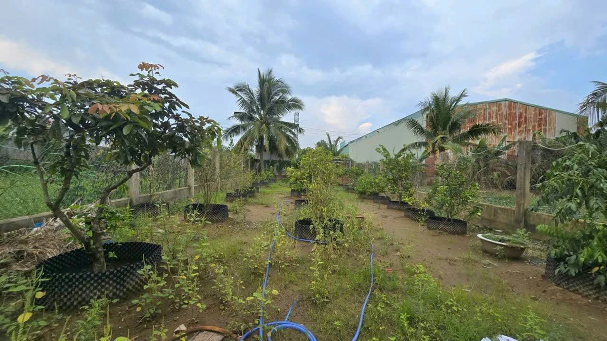 Bán đất 578m2 tặng nhà mát tại Phường Sơn Đông, Bến Tre, giá 1,6 tỷ - Ảnh thu nhỏ 5