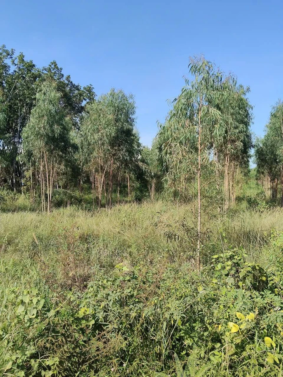 Bán đất 2,4ha Tân Lập Hàm Thuận Nam Bình Thuận 1 tỷ 470 - Ảnh thu nhỏ 3